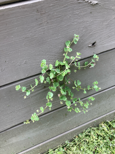 Veronica hederifolia, photograph 6