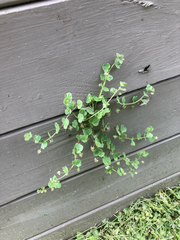 Veronica hederifolia, photograph author not stated, no rights reserved