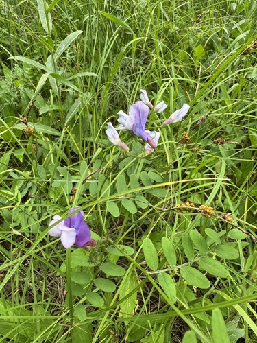 Vicia bungei, 2026-05-24