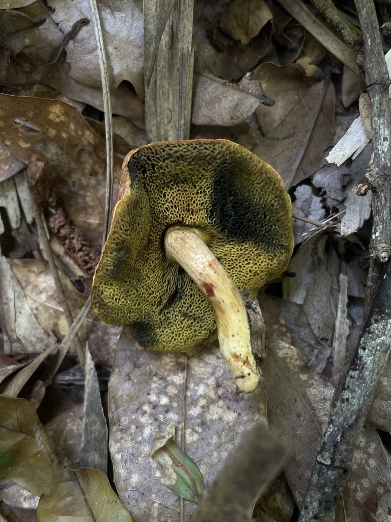 Xerocomellus sp. 'FL01'