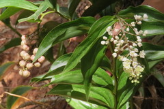 Maianthemum paniculatum