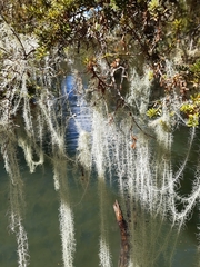 Usnea angulata