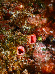 Warty Tunicate photo 5