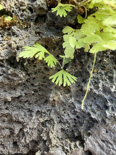 Trichomanes parvulum, photograph 5