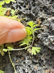 Trichomanes parvulum, photograph Tara Severns, CC BY, iNaturalist via GBIF