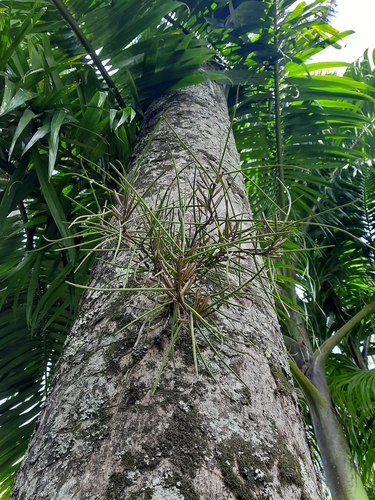 Luisia zeylanica observed 2023-06-15