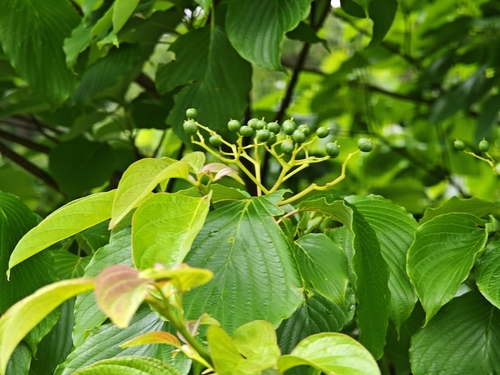 Cornus controversa, photograph 2