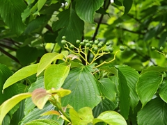 Cornus controversa, photograph (c) WATANABE Hitoshi 渡辺仁, some rights reserved (CC BY)