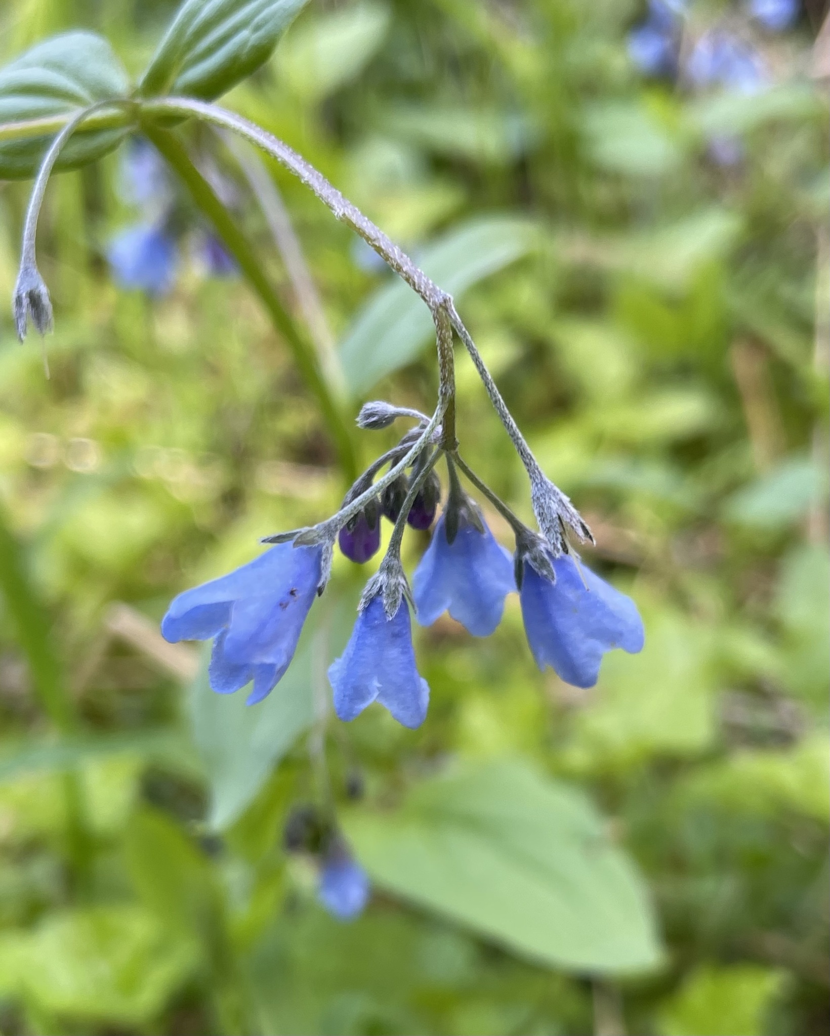 Imagem de Mertensia bella