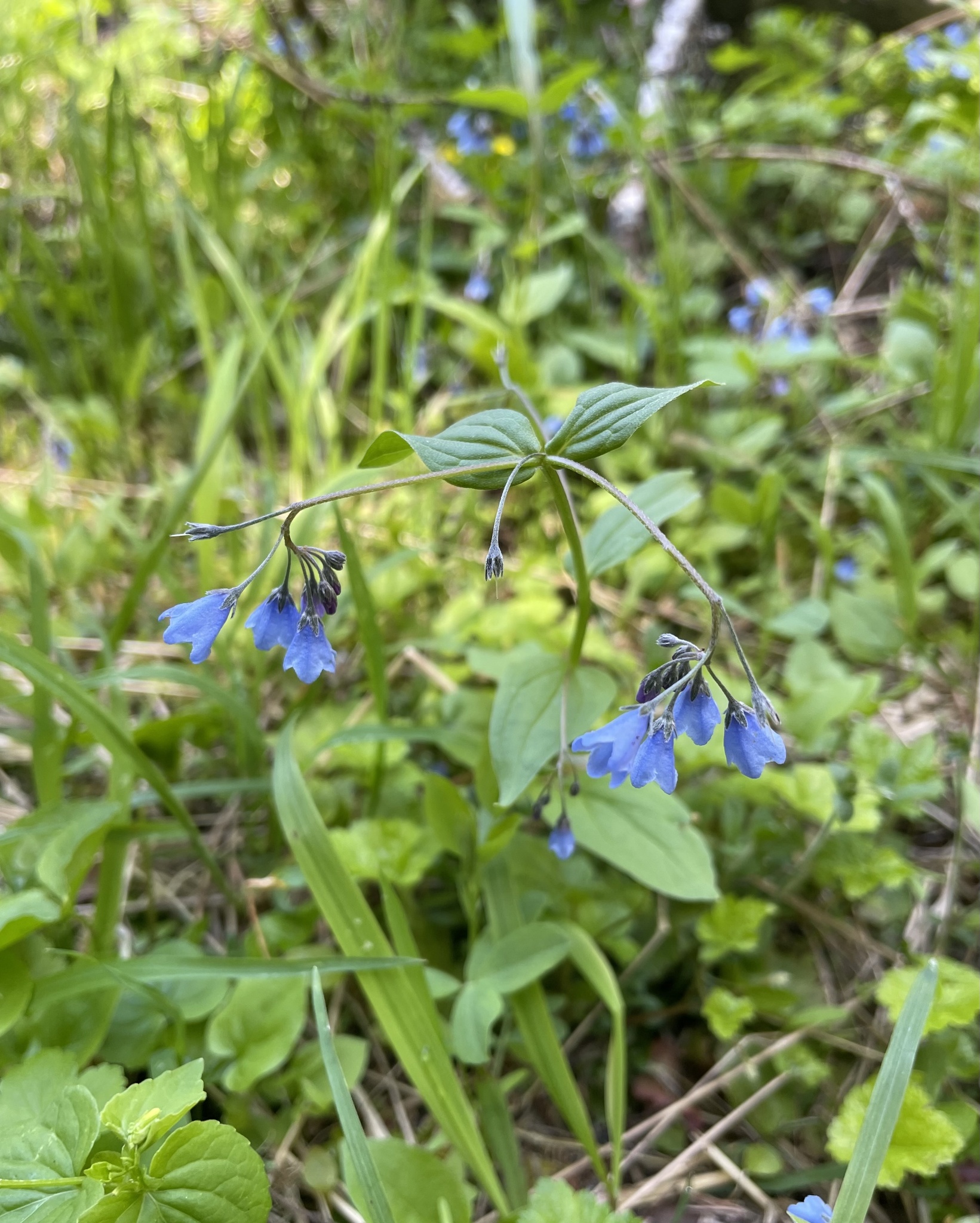 Imagem de Mertensia bella