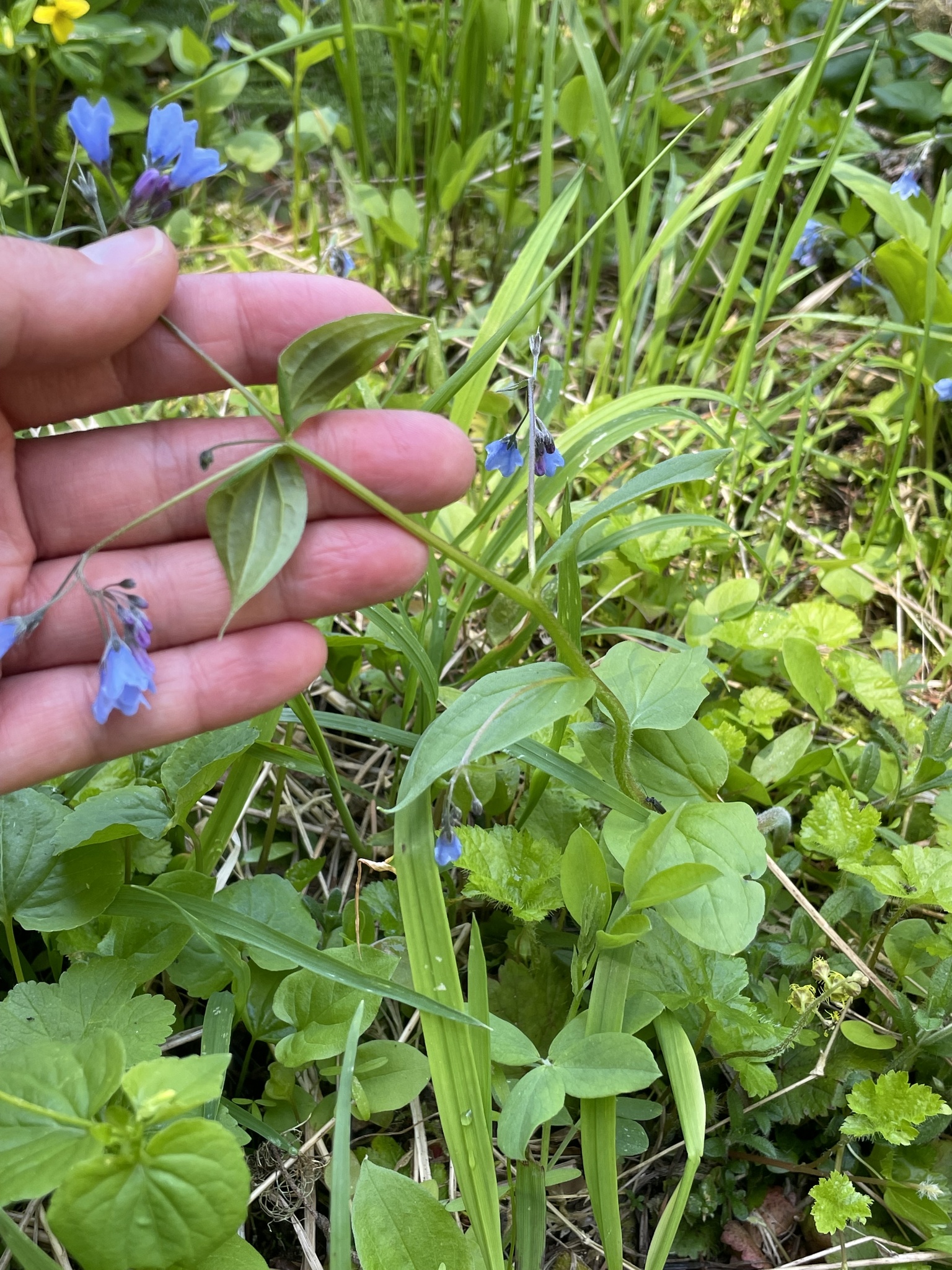 Imagem de Mertensia bella