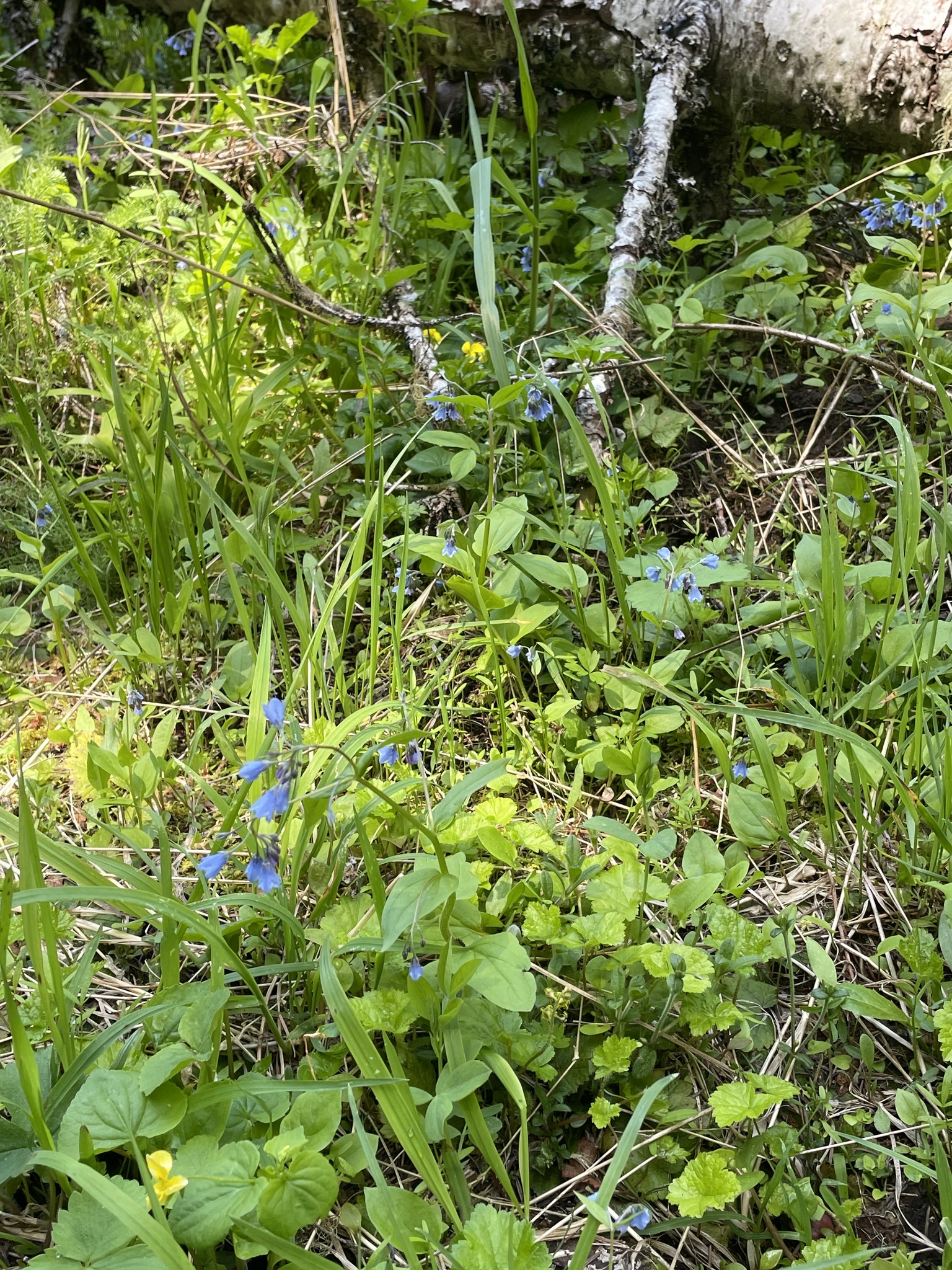Imagem de Mertensia bella