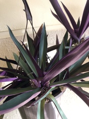 Tradescantia spathacea