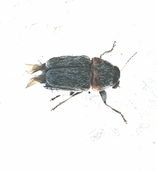 Pachybrachis thoracicus