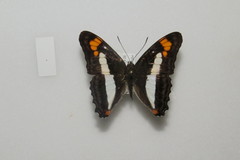 Adelpha paroeca