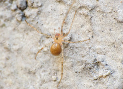 Nesticidae
