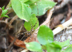 Nesticidae