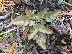 Sceptridium multifidum