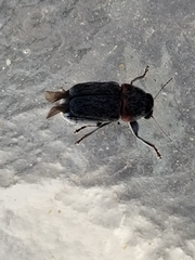 Pachybrachis thoracicus