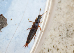 Raphirus