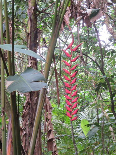 Heliconia stilesii
