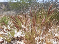 Festuca octoflora