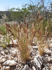 Festuca octoflora