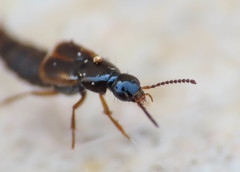 Raphirus