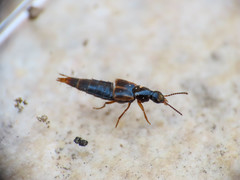 Raphirus