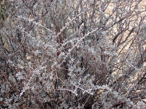 Leucophyllum minus