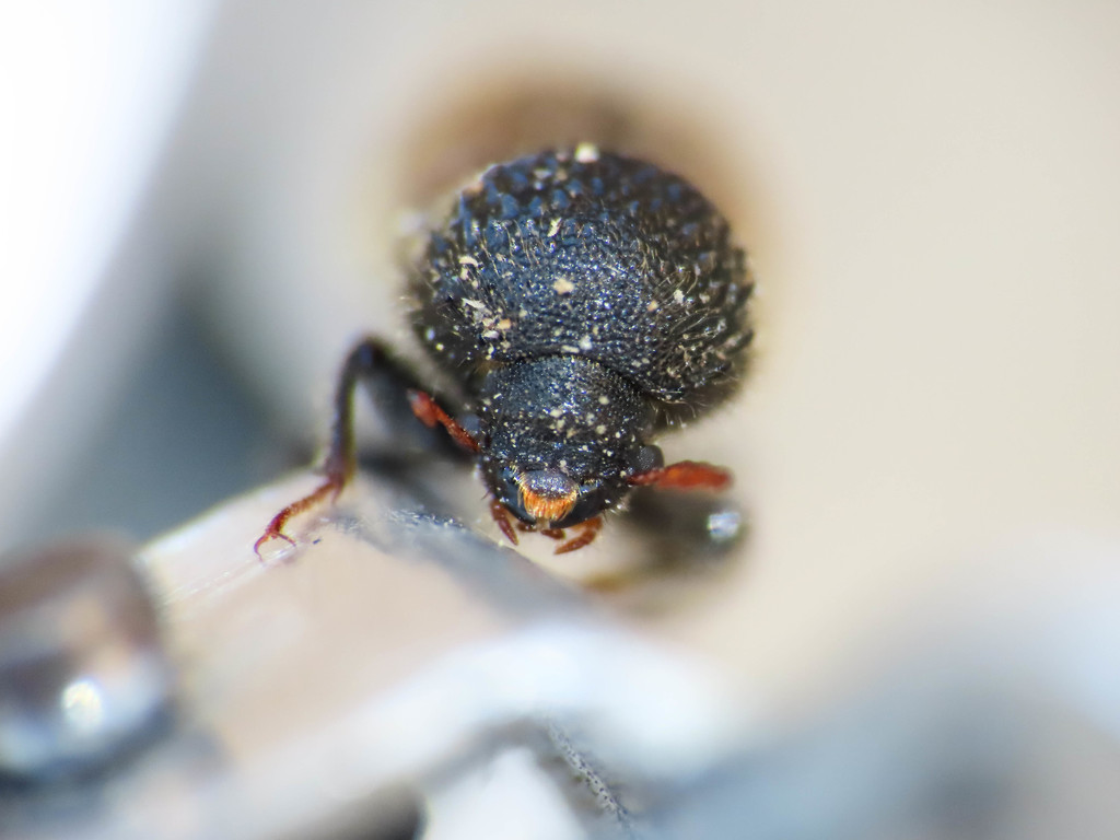 Sinoxylon sexdentatum