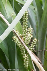 Wittmackia lingulata