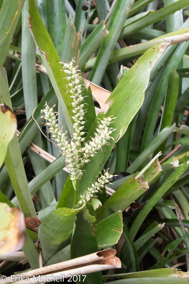 Wittmackia lingulata