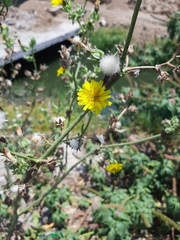 Helminthotheca echioides