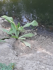 Helminthotheca echioides