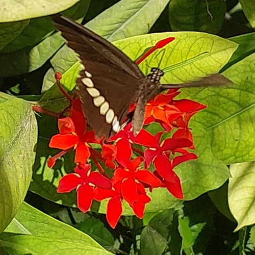 Common Mormon Swallowtail