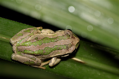 Gastrotheca cuencana