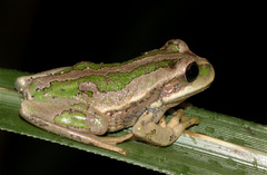 Gastrotheca cuencana
