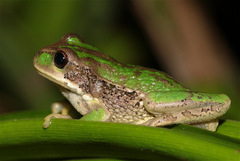 Gastrotheca cuencana
