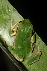 Gastrotheca cuencana