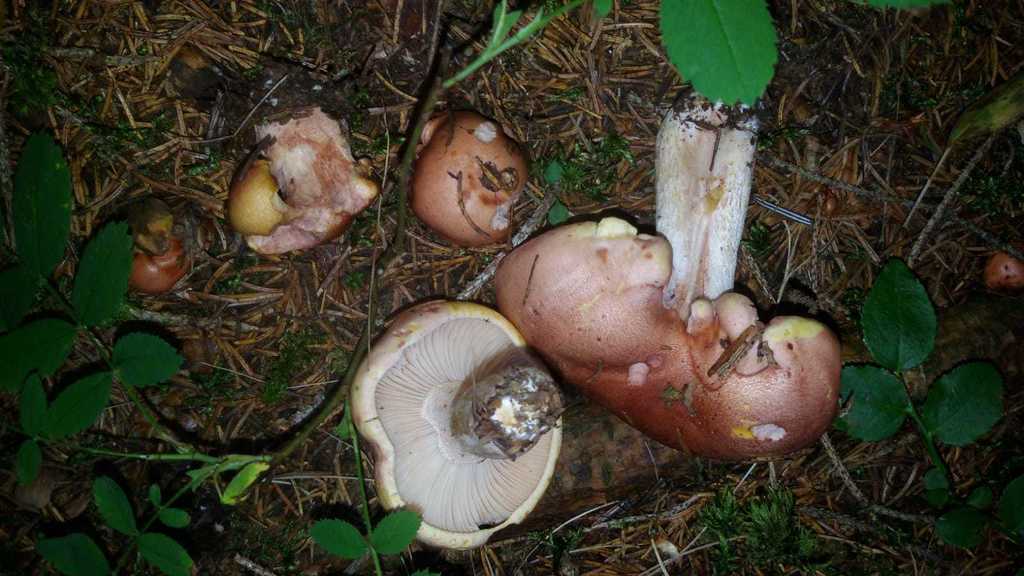 Hygrophorus subsect. Pudorini