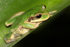 Gastrotheca cuencana