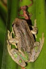 Gastrotheca cuencana