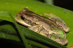 Gastrotheca cuencana
