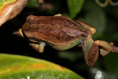 Gastrotheca cuencana