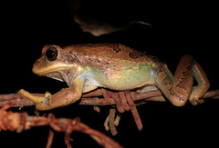 Gastrotheca cuencana