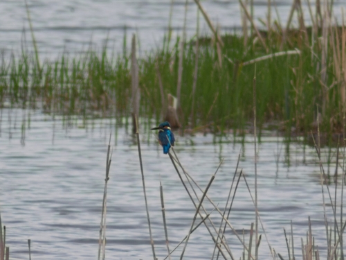 Common Kingfisher