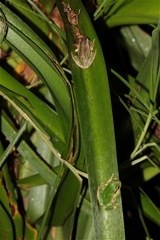 Gastrotheca cuencana