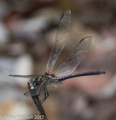 Dythemis