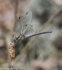 Dythemis